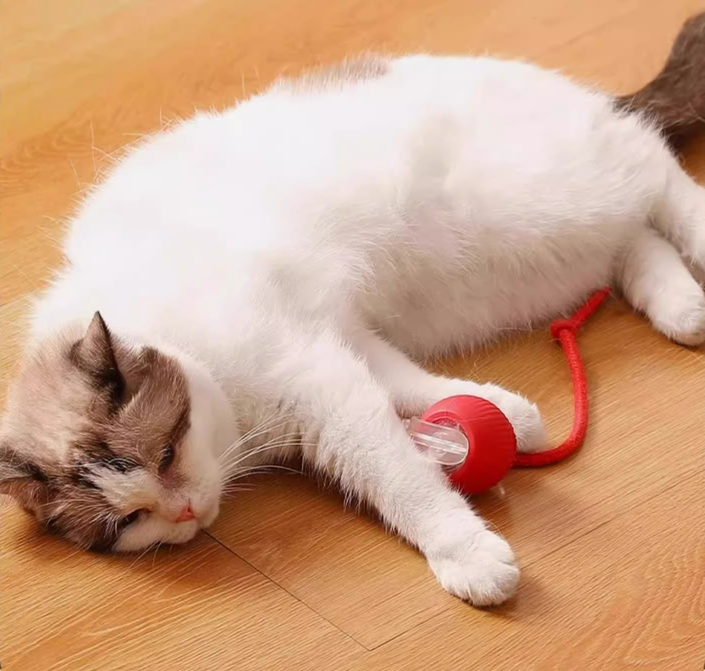 🔥HOT SALE 50% OFF🔥Electric Pet Ball✨